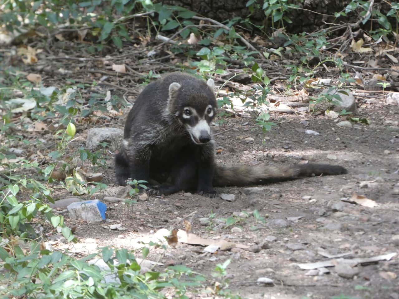 Coatimundi on the Creekside Trail.