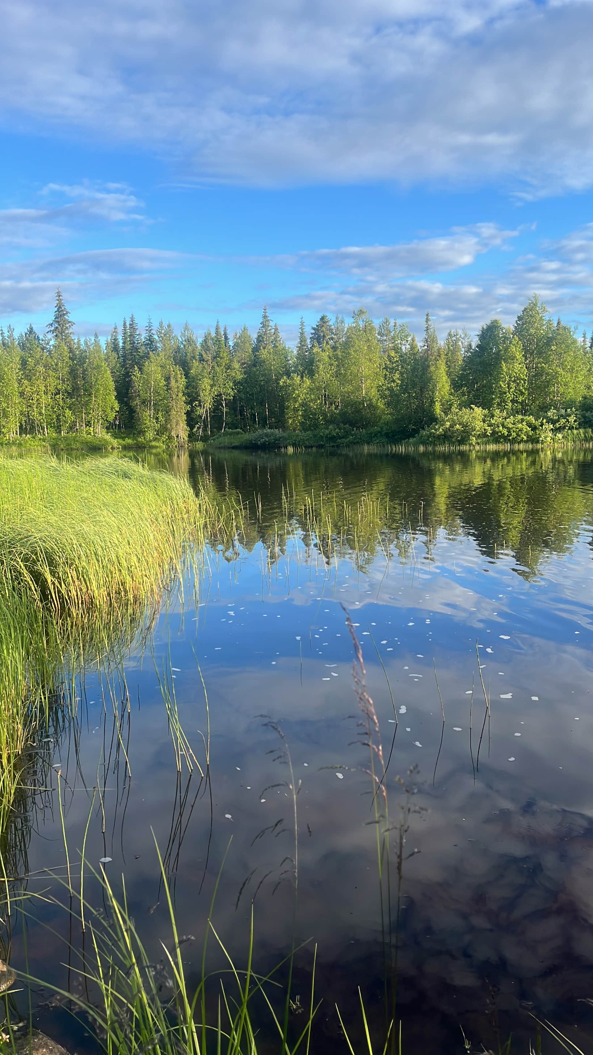 The creek Venetjoki