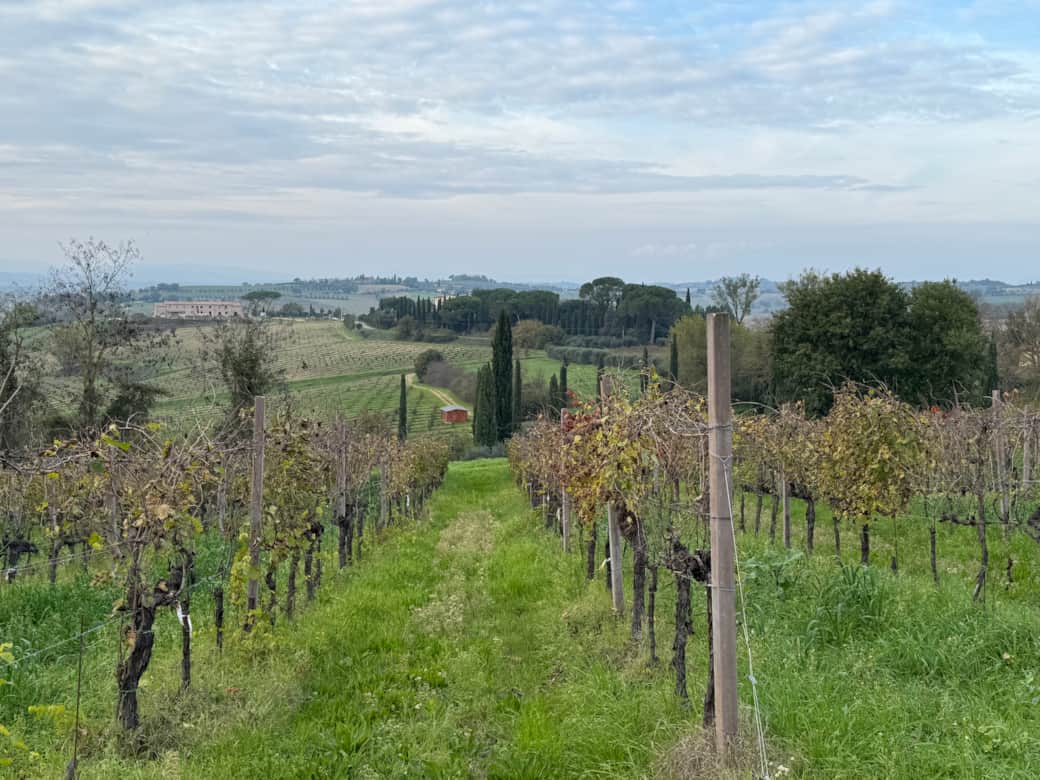Vineyard