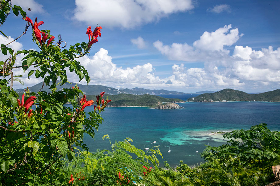 Flamboyant trees booking in the garden