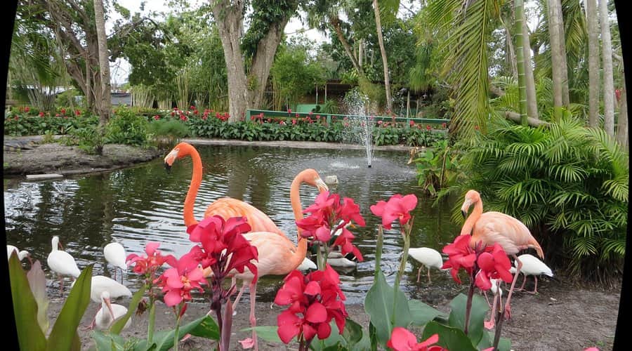 Flamingos and Alligators at Everglades Wonder Garden