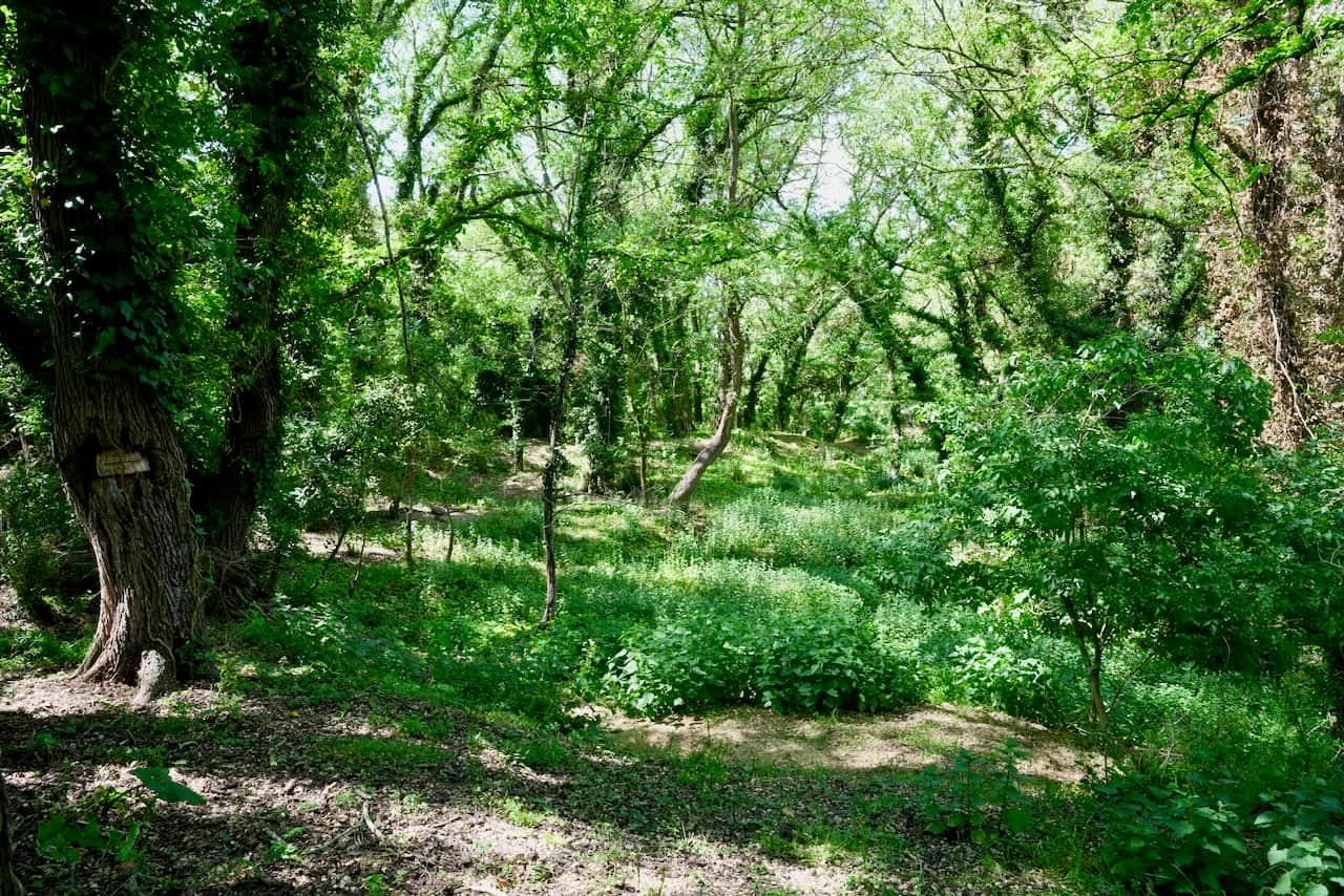 Elm woodland and wildlife at Abbey Farm