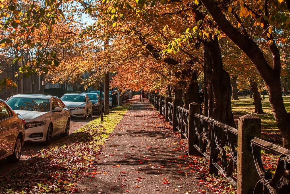 Park nearby with tons of space for dog-walking, running and biking