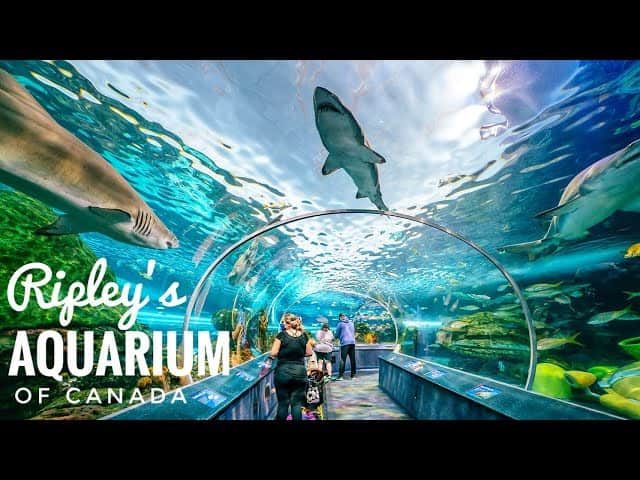 AQUARIUM AQUARIUM