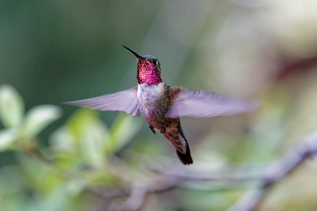 Broad Tailed Hummingbird