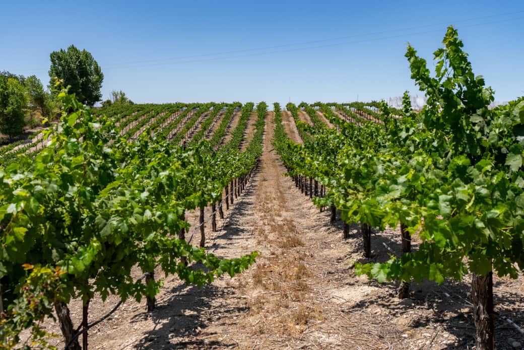 Vineyard 