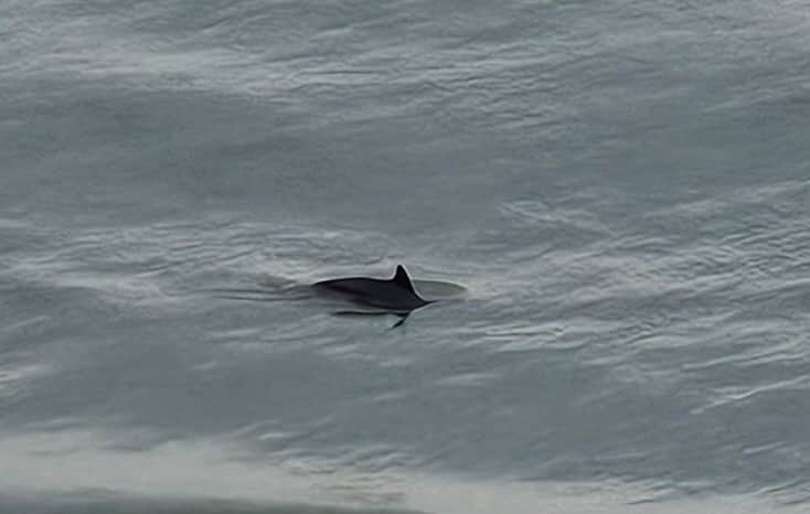 Dolphin watching from the patio