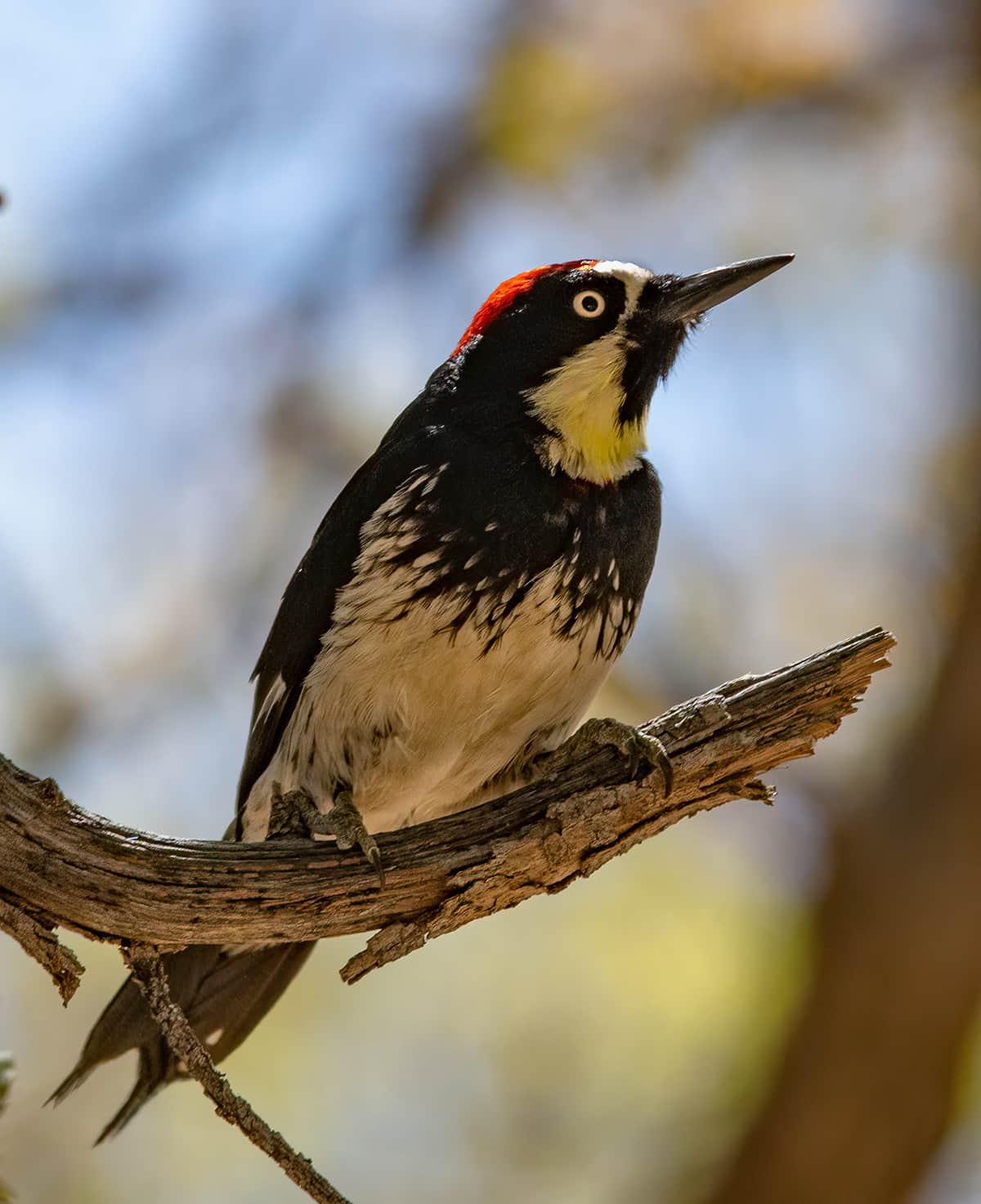 Acorn Woodpecker