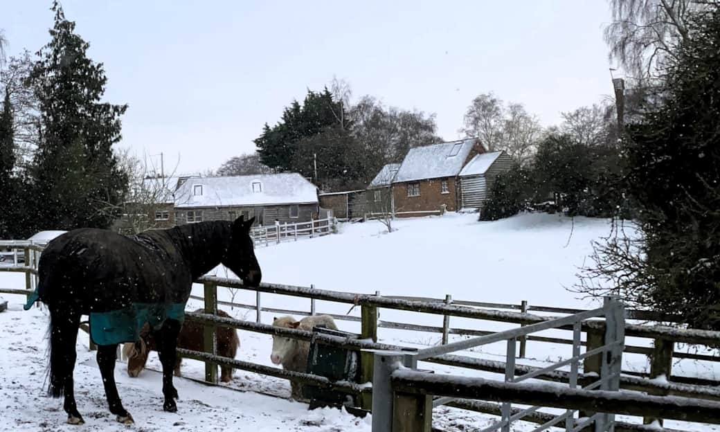 Winter Yard view