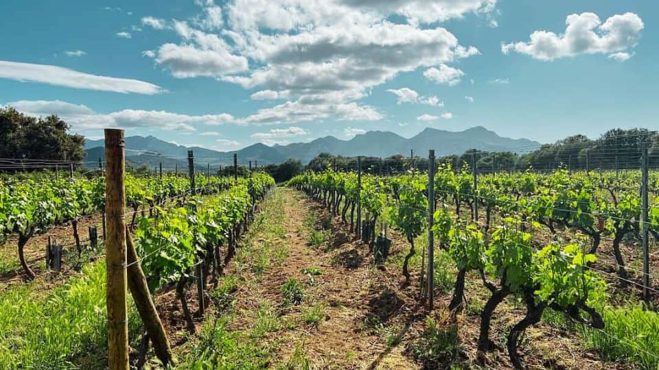 viñas