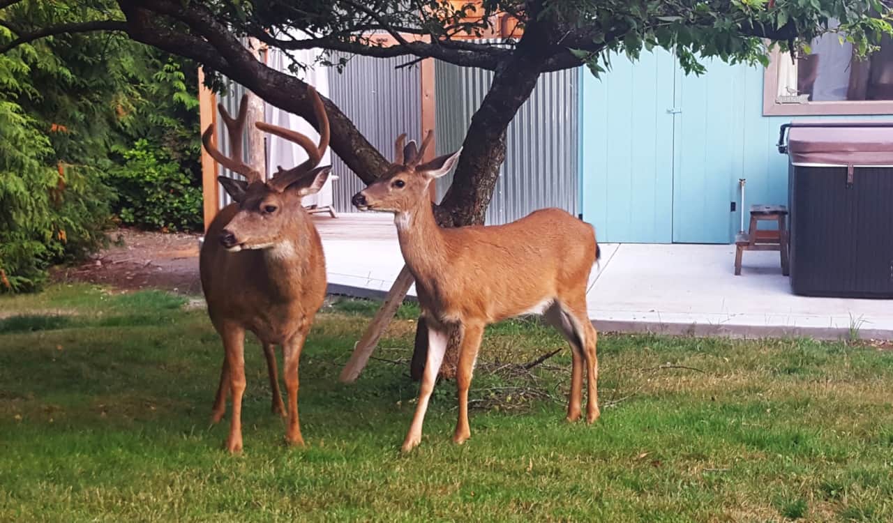 Visiting deer