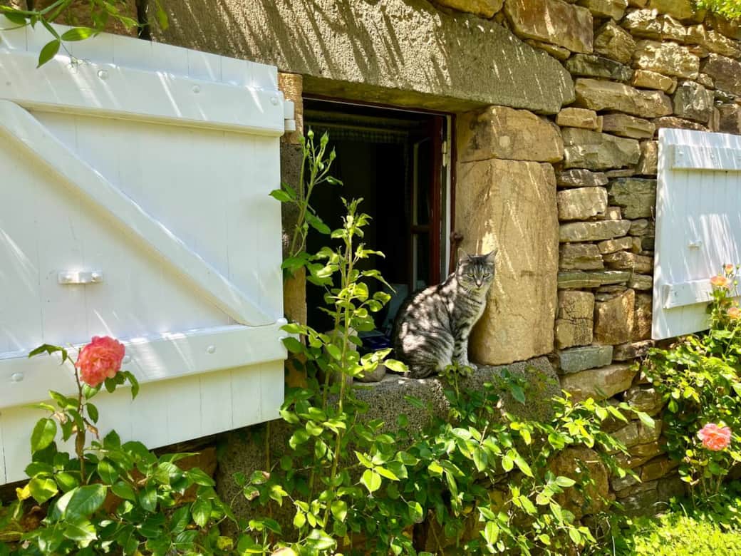 Gîte Cat friendly 