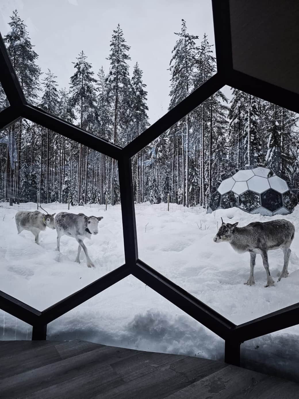 View inside the Reindeer enclosure