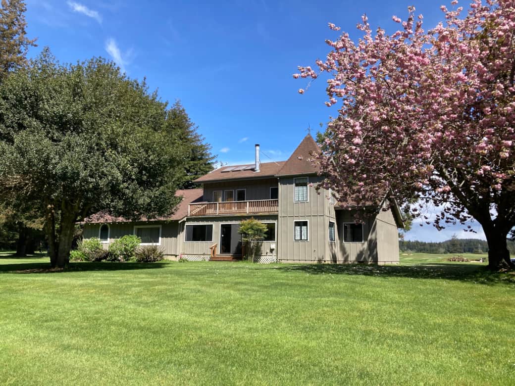 Flowering cherry tree in the spring