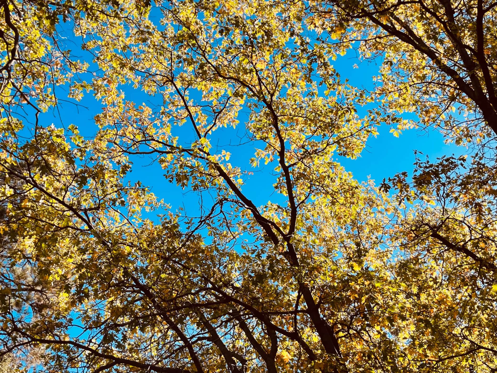 https://l.icdbcdn.com/oh/3b29802d-a23e-46d0-b793-4c5a2ca134ca.jpg?w=2080-10