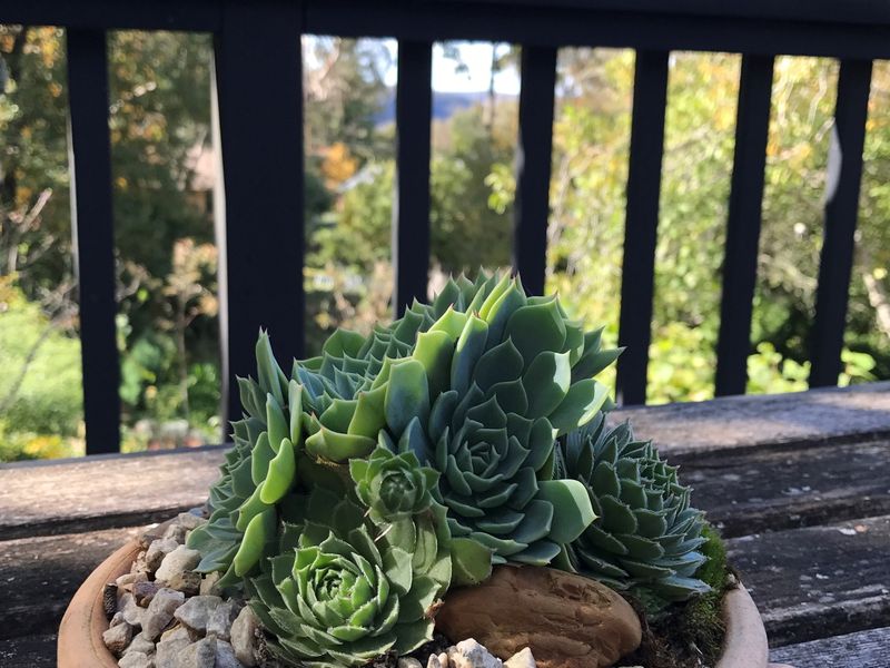 Succulents