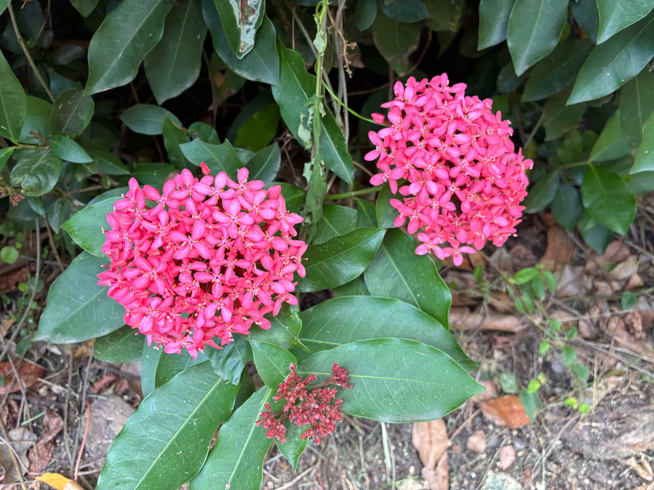 Ixora