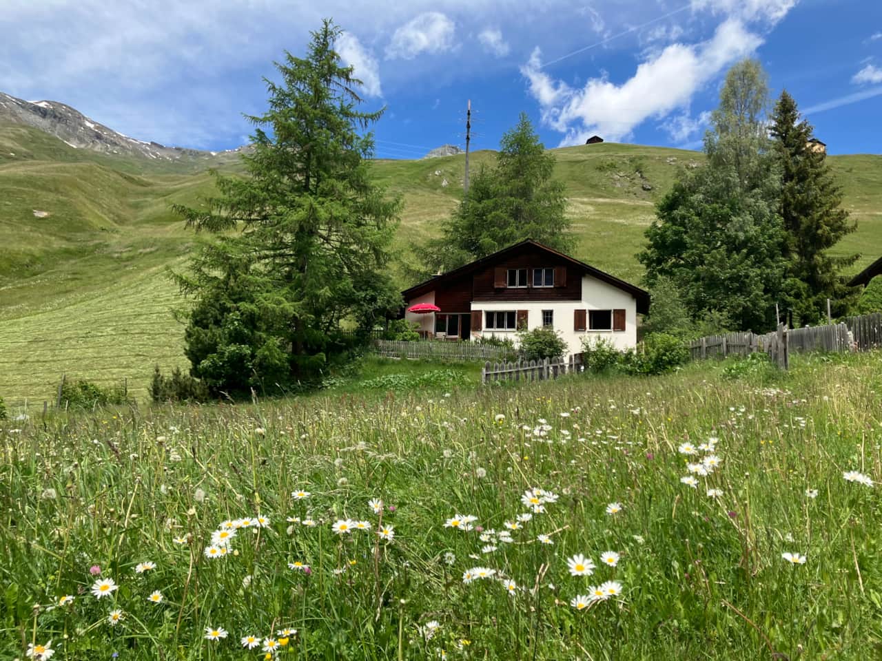 the house in early summer