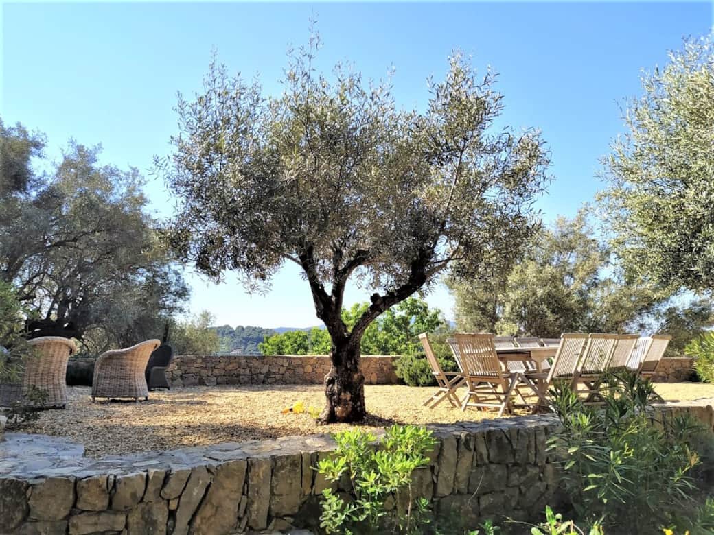 Oliviers ....
Arbres méditerranéen par excellence.
Nous avons beaucoup planté afin de créér un environnement reposant et lumineux.
