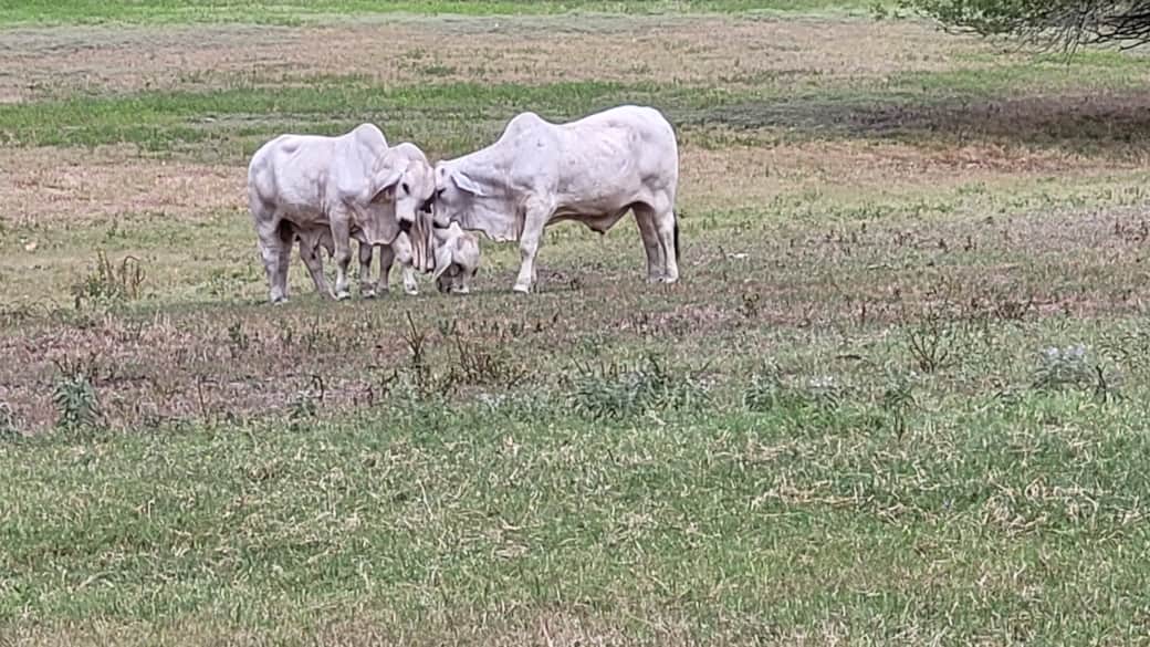 Around Town - Brahman