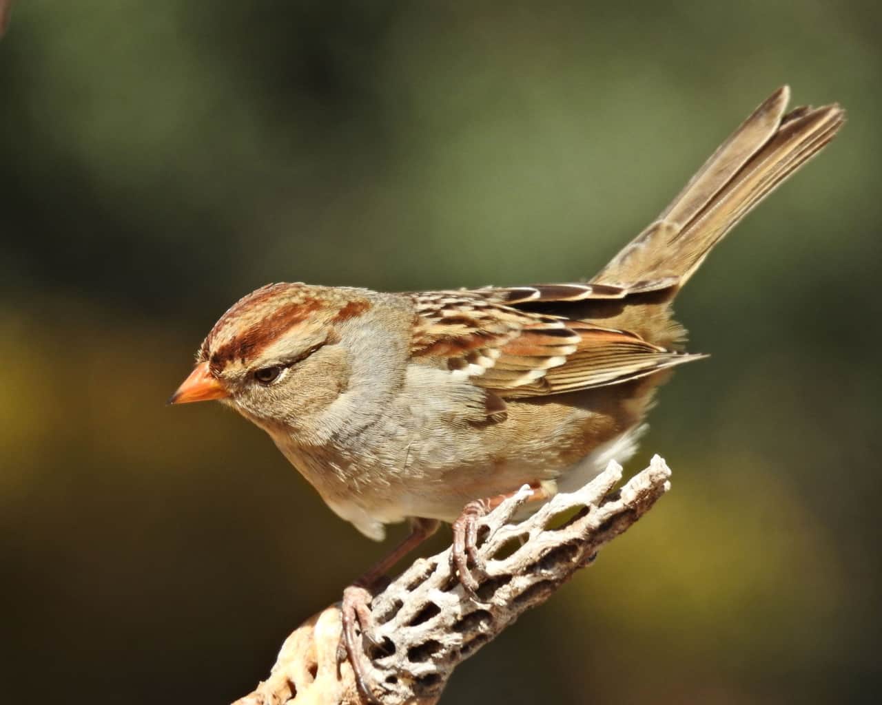 Chipping Sparrow