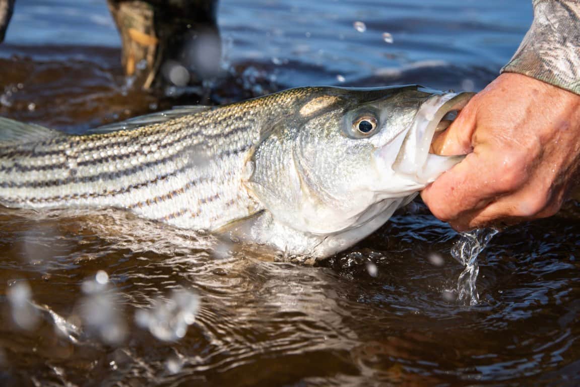 Striped Bass