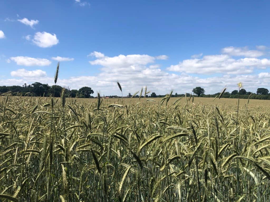 Norfolk Countryside