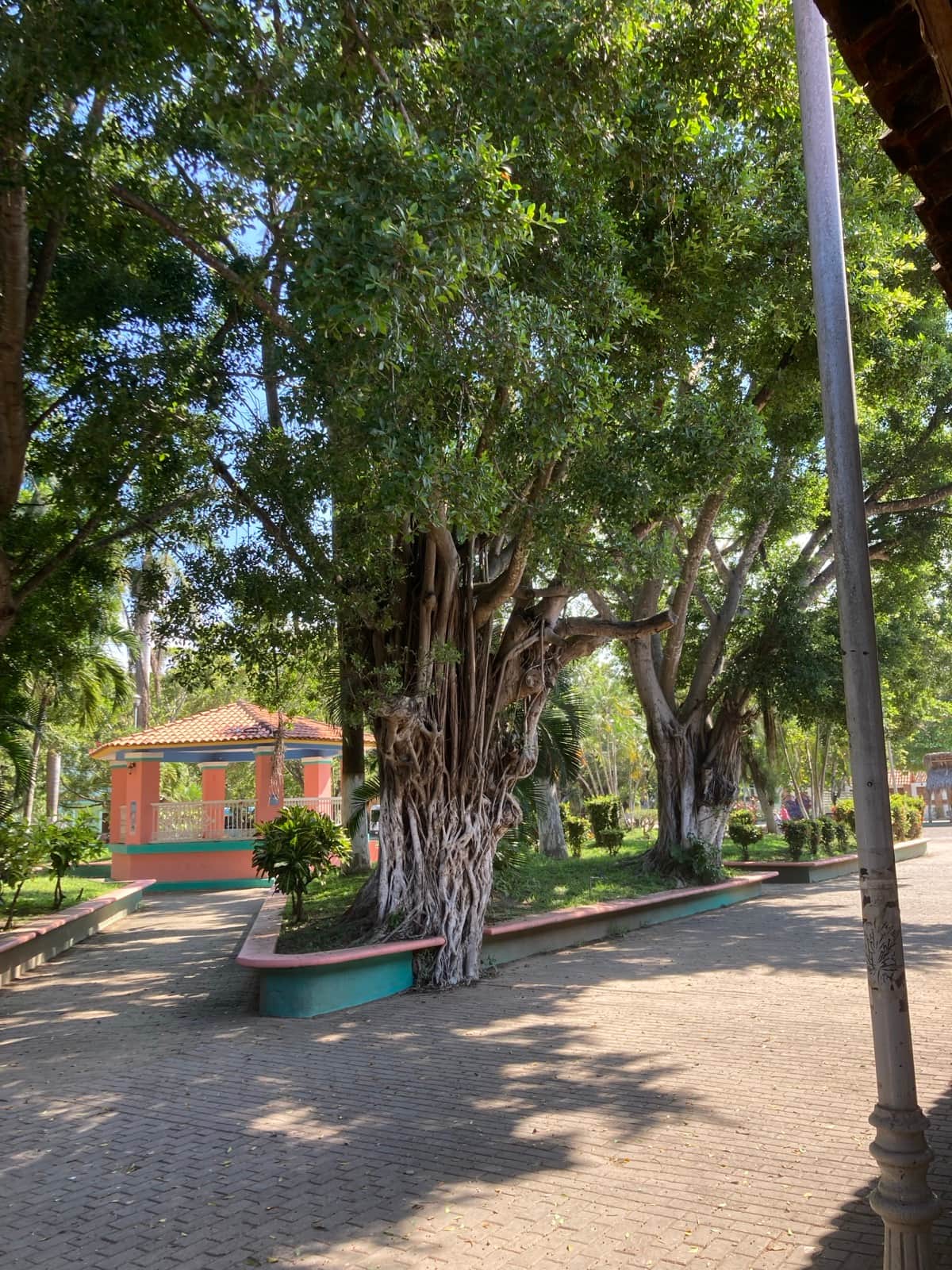 San Pancho town plaza shaded by large rubber trees, with brick walkways and a gazebo, Nayarit