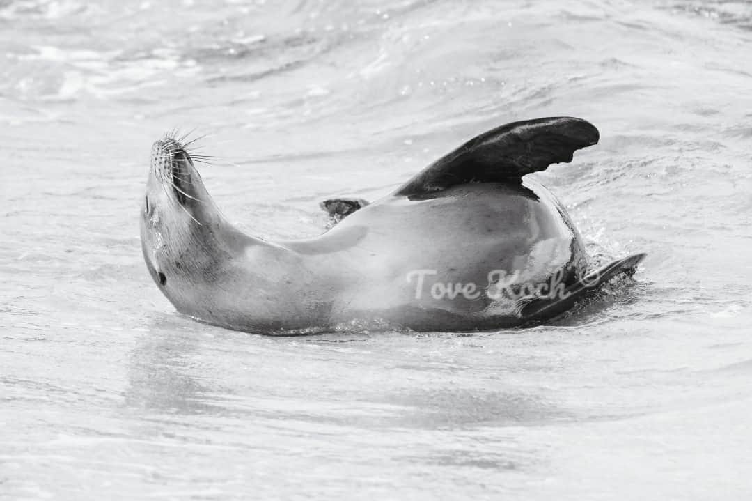 "Relaxed Sealion"