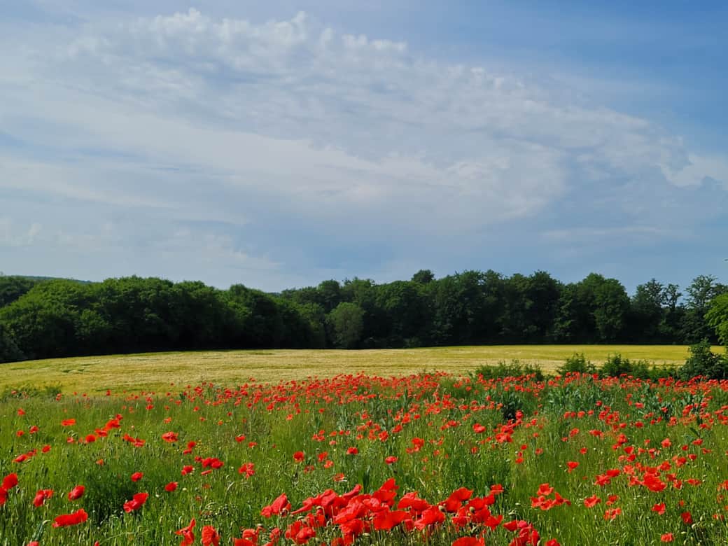 Extérieur-Coquelicots 1
