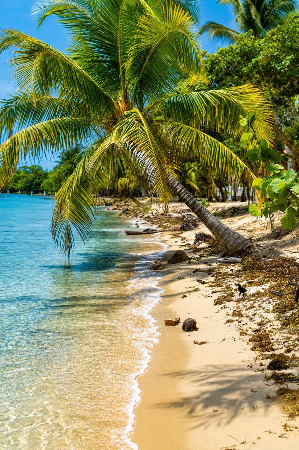 Palm on Waters Edge.jpg Palm on Waters Edge.jpg