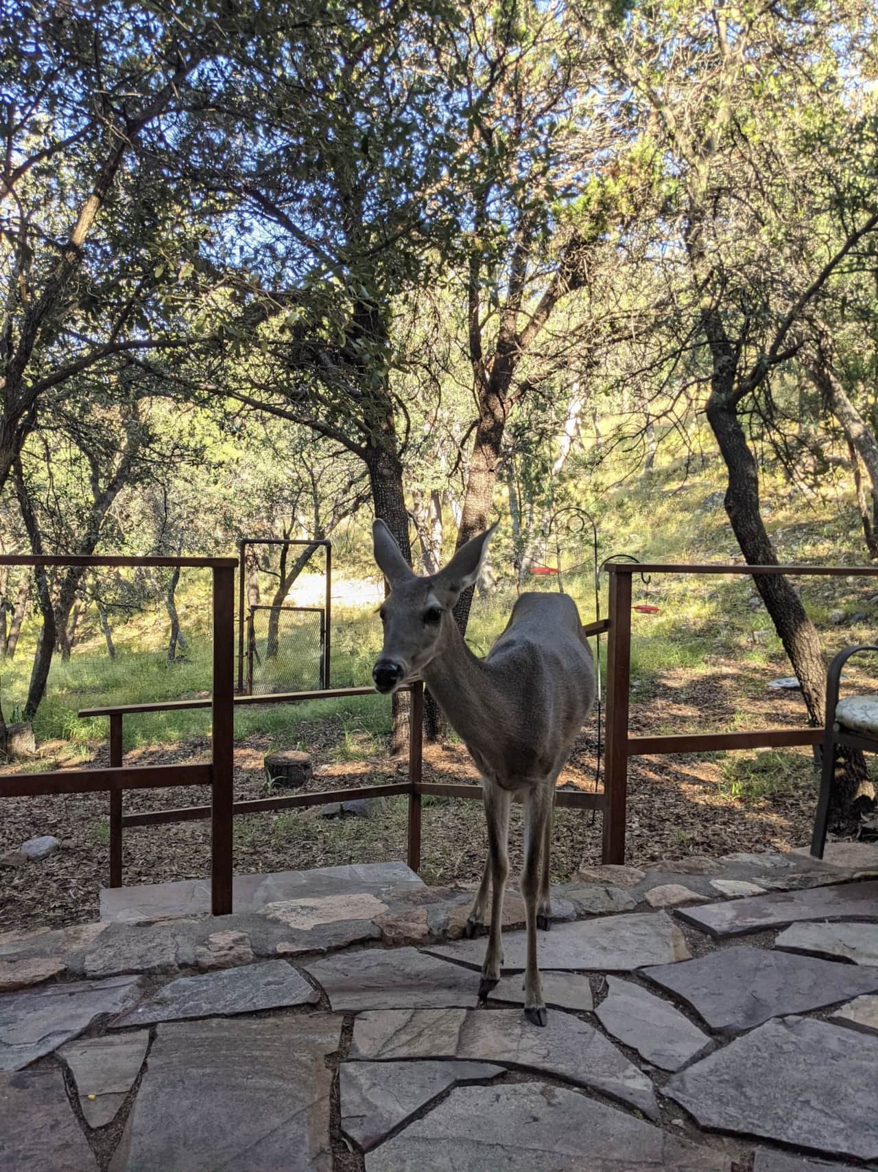 View from Cowboy Cabin patio.
