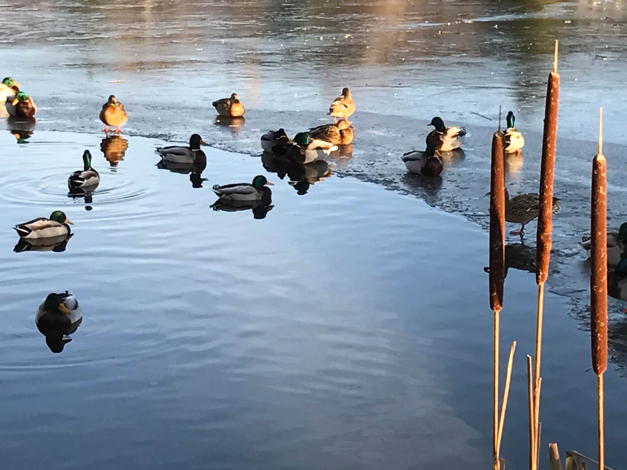 Unsere Enten auf dem Kranichsee