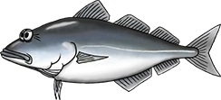 Coalfish illustration