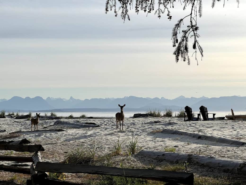 Local wildlife on the beach