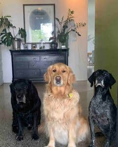 The welcoming committee 