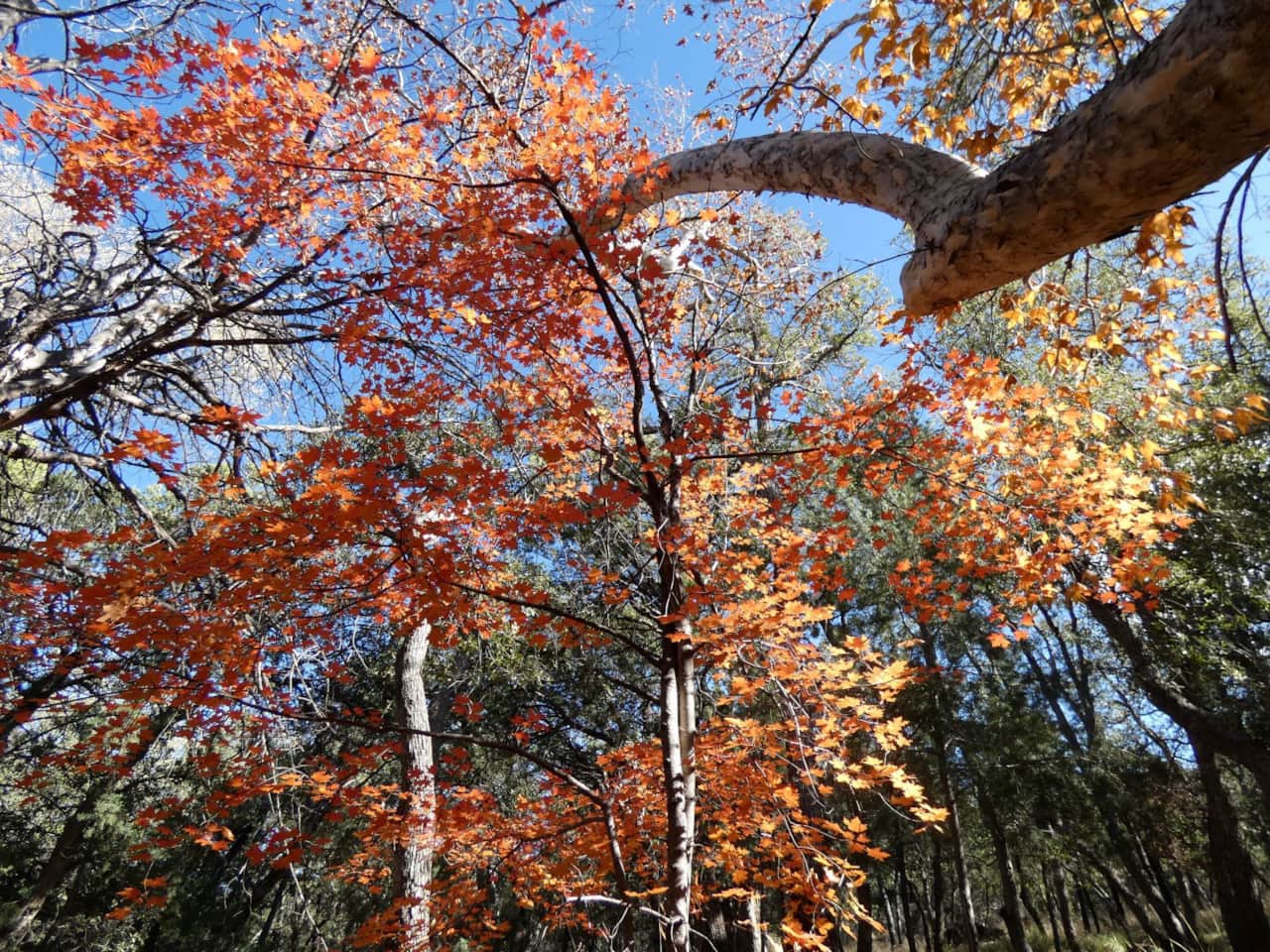 Beautiful Maple
