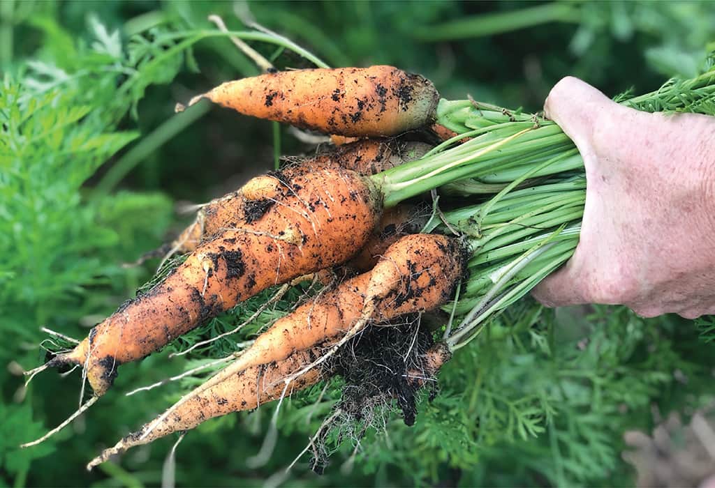 Farm Fresh Produce