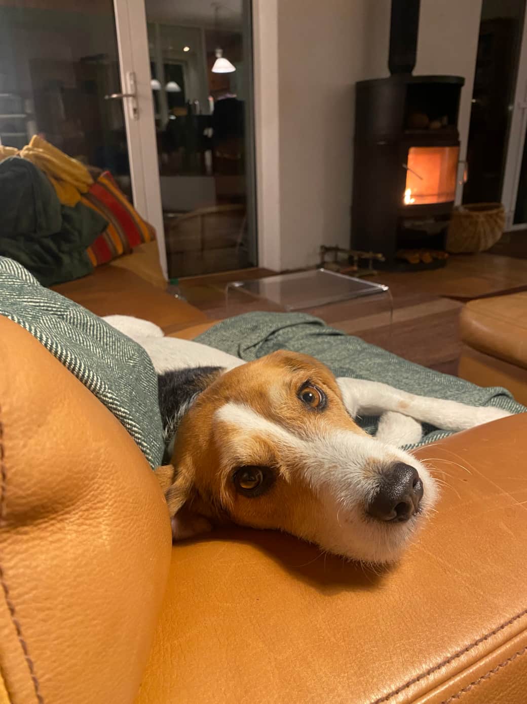 Pet-friendly retreat where dogs can relax and roam the countryside.