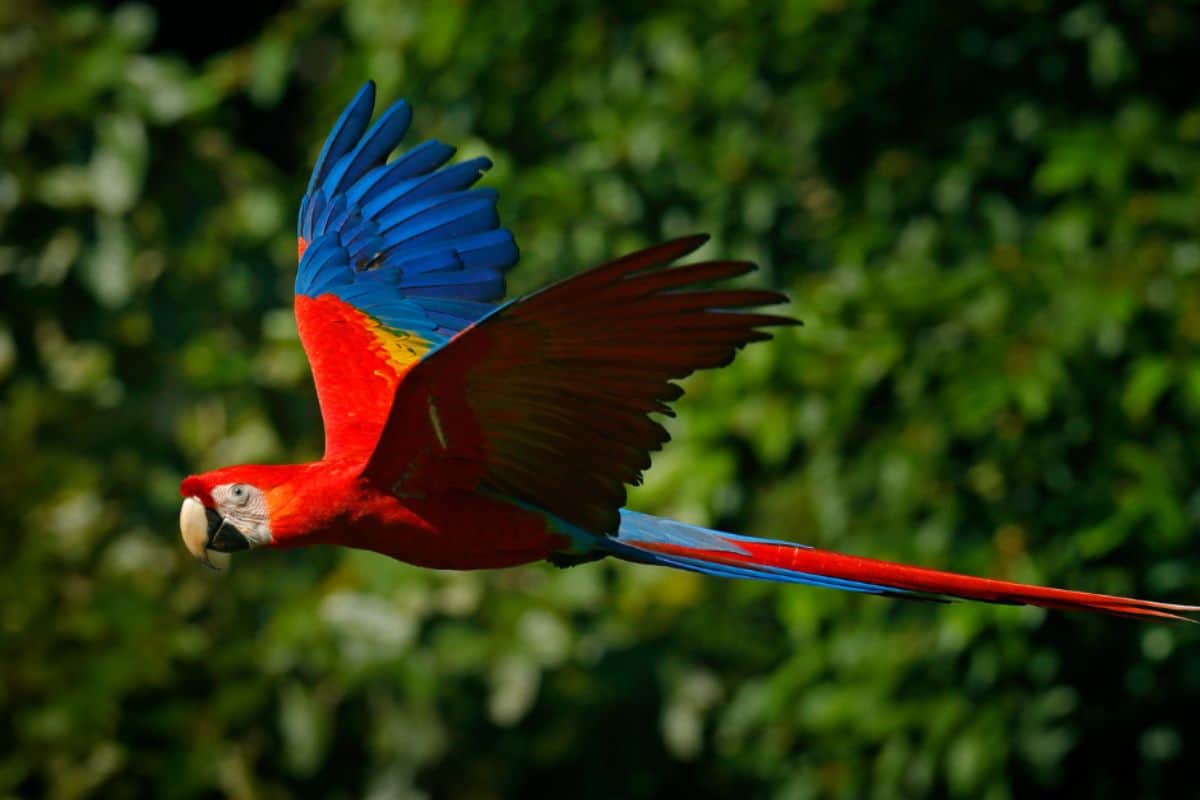 Scarlet macaw viewing near Villa Sueño.jpg