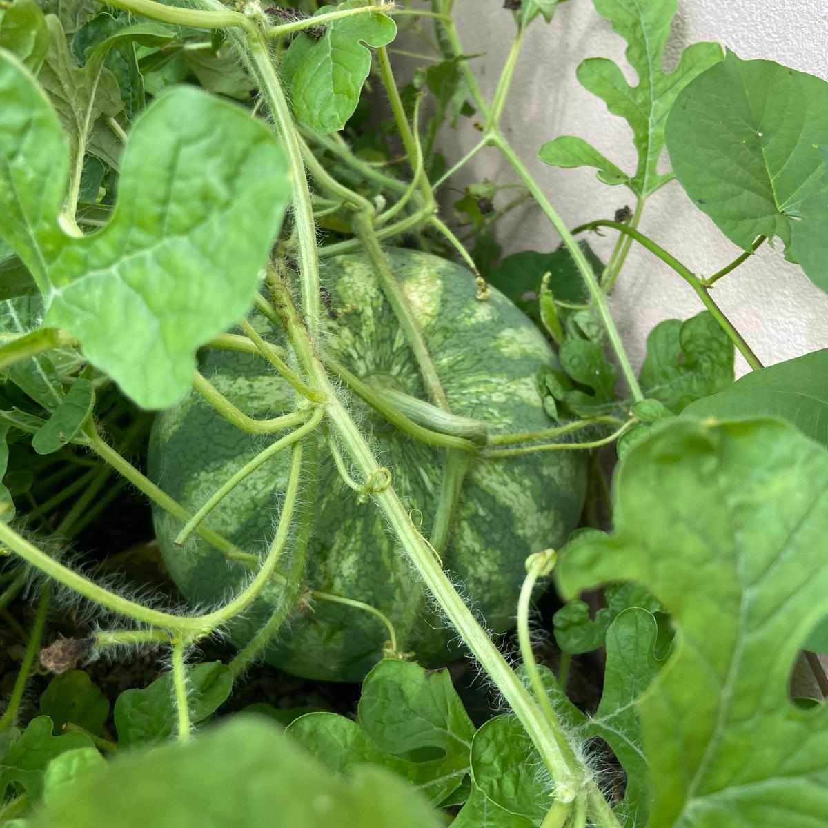 Delicious Watermelon