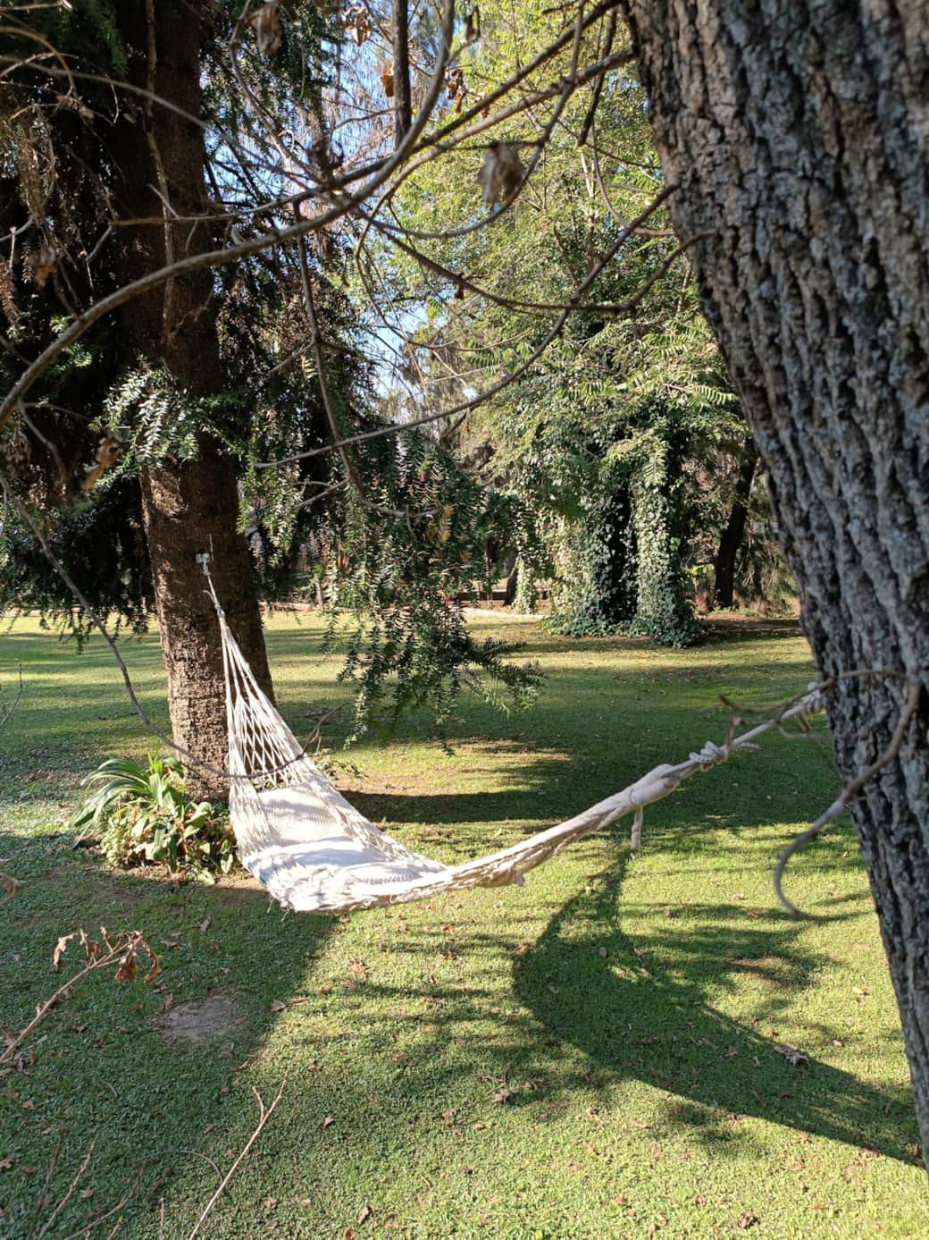Hamaca a la sobra de araucaria y robles