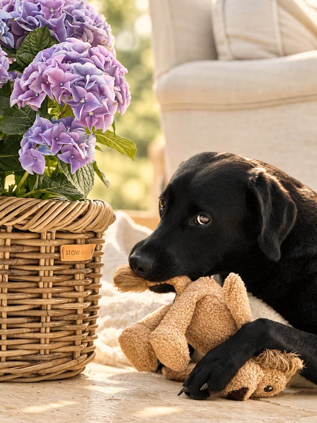 Dog enjoying a stay at The Cotswold Barn