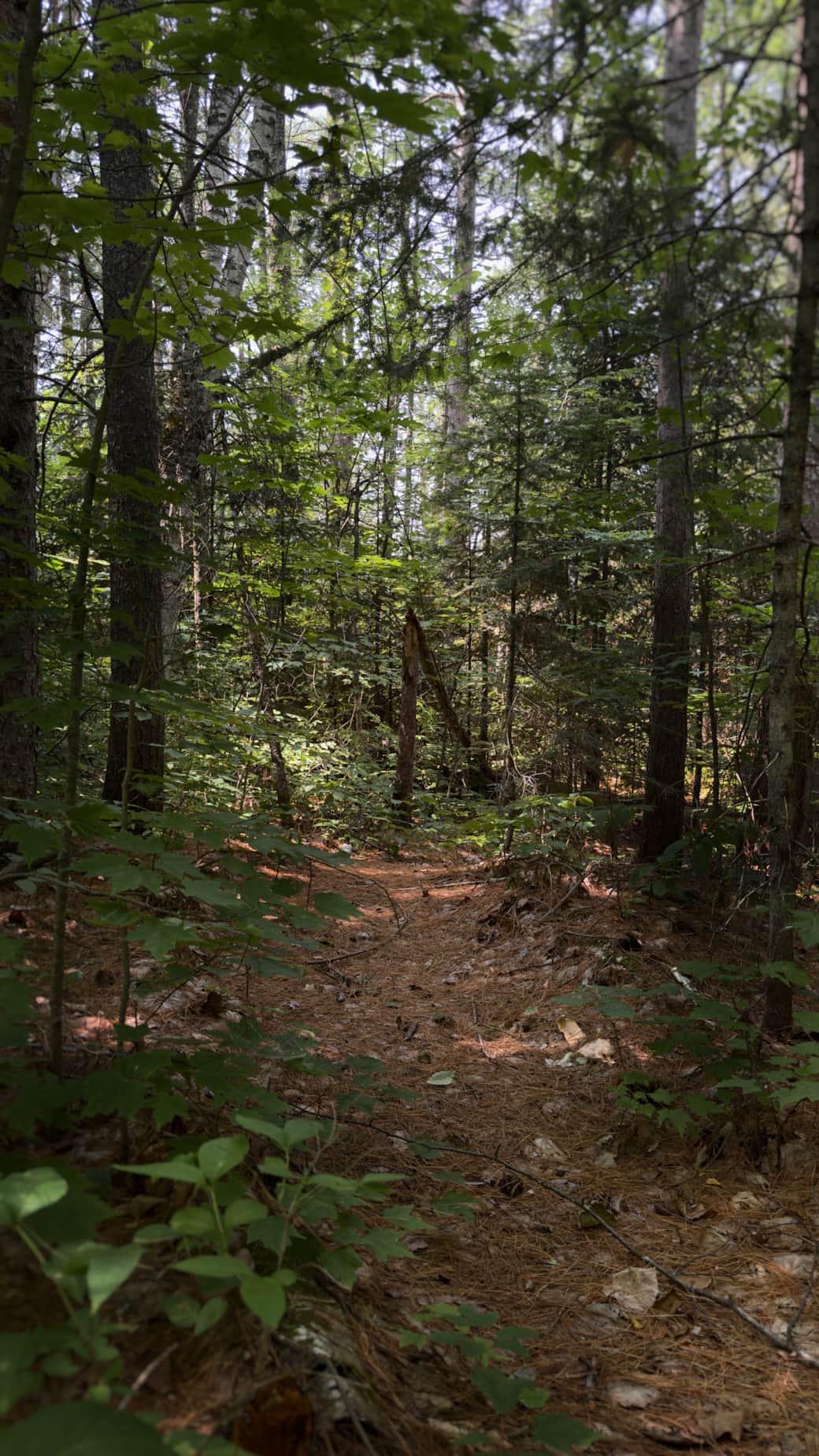Path to the cabin