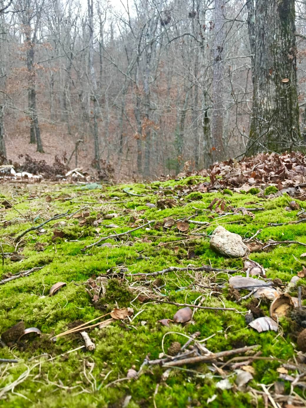 Moss covers so much of the cabin outdoors Moss covers so much of the cabin outdoors