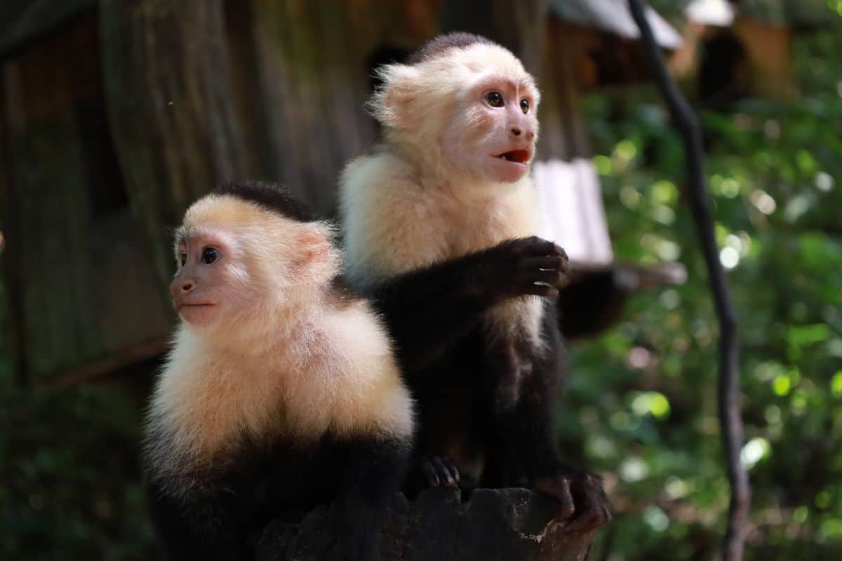Viewing of white faced capuchin monkeys at Villa Sueño.jpg