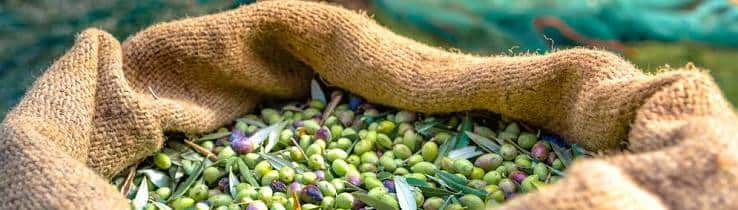 Olive Harvest