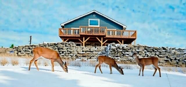 A family of deer feeding on our yard is a common sight to see! (picture was taken in winter of 2025)