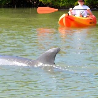 Try a kayaking excursion at Lovers Key Park and see a dolphin or two