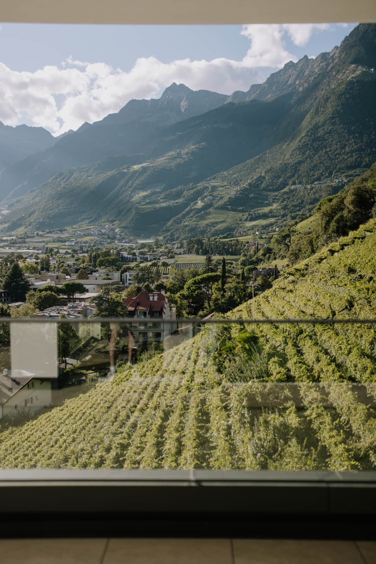 View of the vineyards